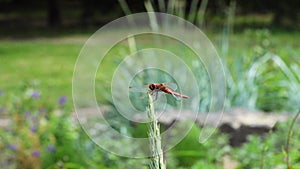 Dragonfly red scarlet darter male insect outdoors with nature background.