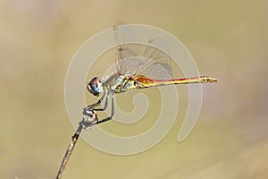 Dragonfly Red-veined Darter Sympetrum fonscolombei