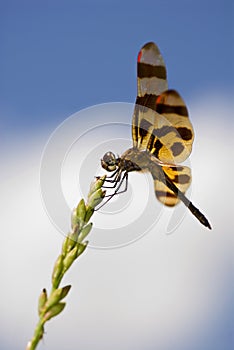 Dragonfly with red wingtips