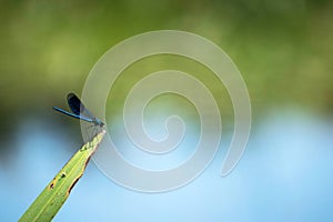 Dragonfly on a reed blade in the river with blue and green blurred background.
