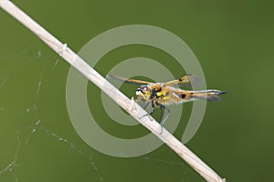 Dragonfly on a reed over the pond in the springtime, nature reserve Haff Reimech in Luxembourg