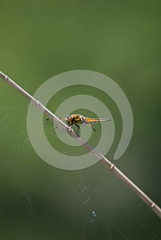 Dragonfly on a reed over the pond in the springtime, nature reserve Haff Reimech in Luxembourg