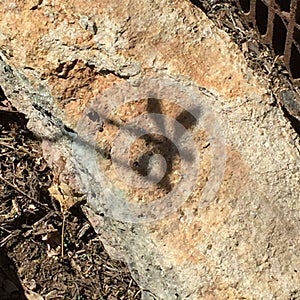 Dragonfly Reflection