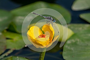 Dragonfly  reflects Taiwanâ€™s national treasure aquatic plants