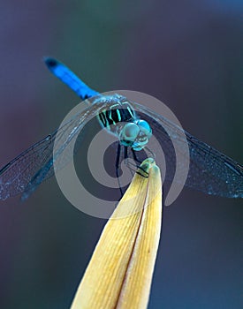 Dragonfly at Rest