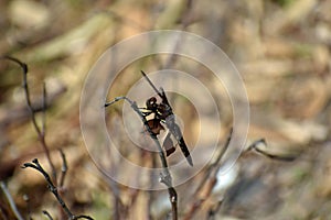 Dragonfly resting on branch