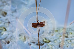 A dragonfly resting on a branch.