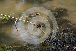 A dragonfly resting on a branch.