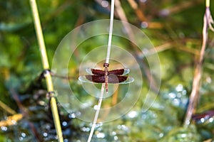 A dragonfly resting on a branch.