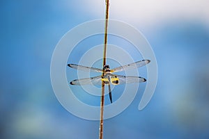 Dragonfly resting on a branch.