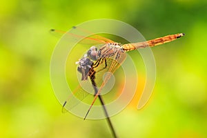 Dragonfly resting on a branch