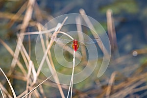 Dragonfly resting on a branch. Crocothemis servilia photo