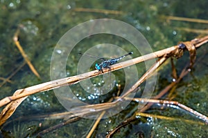 A dragonfly resting on a branch photo