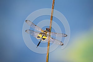 Dragonfly resting on a branch.