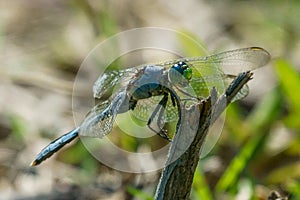 Dragonfly resting on a branch