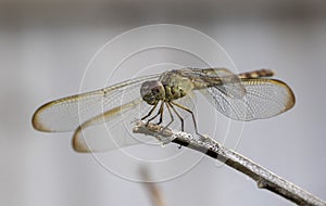 Dragonfly resting on branch