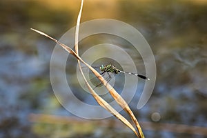 A dragonfly resting on a branch.Orthetrum Sabina photo