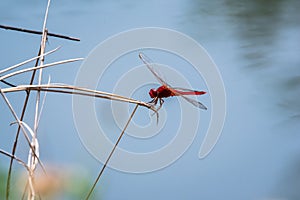 Dragonfly resting on a branch Beside the pond. photo