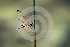 Dragonfly resting on a branch photo