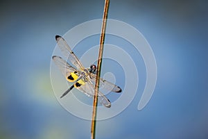 Dragonfly resting on a branch photo