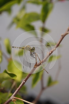 A dragonfly resting on a branch of a tree. photo