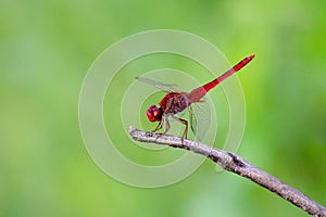 Dragonfly on resting on the Celosia or Cock`s comb flower ins a soft blurry background