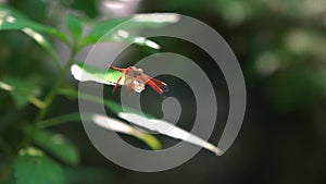 Dragonfly resting on a green leaf.