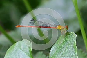A dragonfly resting on a leaf