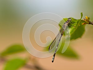 Dragonfly resting on leaf