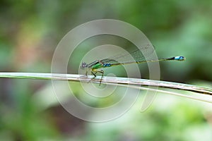 A dragonfly resting on a leaf