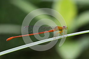 A dragonfly resting on a leaf photo