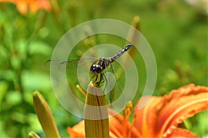 Dragonfly resting on a lily bud against blurred green and orange  natural background