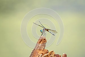 Dragonfly resting on a perch in Poughkeepsie, NY