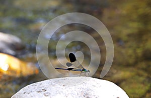 Dragonfly resting on a rock