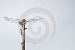 Dragonfly resting on a stick, front view with copy space