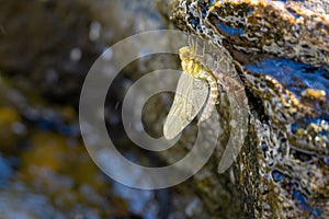 Dragonfly resting on stone with fluently water drinking water drops