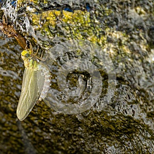 Dragonfly resting on stone with fluently water drinking water drops