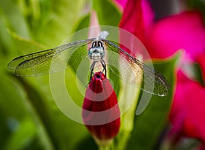 Dragonfly resting on tulip bloom