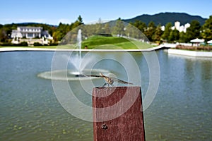 Dragonfly resting on a wooden plate near a pond with water fountain