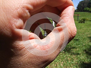 Dragonfly rests on the hand