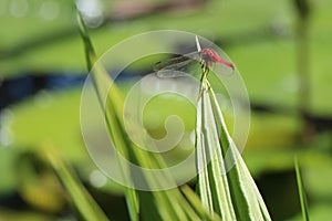 Dragonfly Rests on Plant