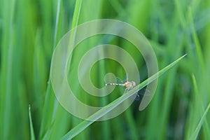 Dragonfly Rice farm field backdround