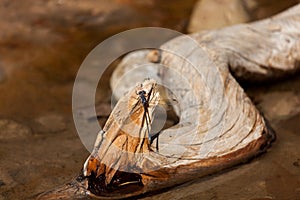 Dragonfly on River Driftwood