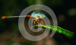 Dragonfly is roaming on leaf