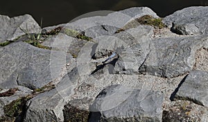 Dragonfly on the rock