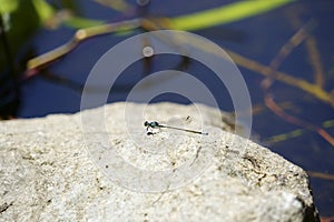 Dragonfly on a rock