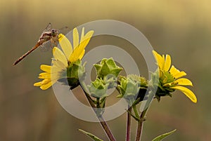 Dragonfly on rosinweed blossoms