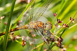 Dragonfly rudy darter photo