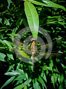 Dragonfly ryothemis