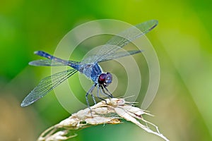 Dragonfly Seaside Dragonlet